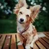 mister-ider.de's icon