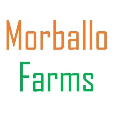 morballo.com's icon