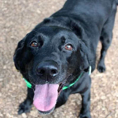 morrisanimalinn.com's icon