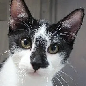 mshoogys.com's icon