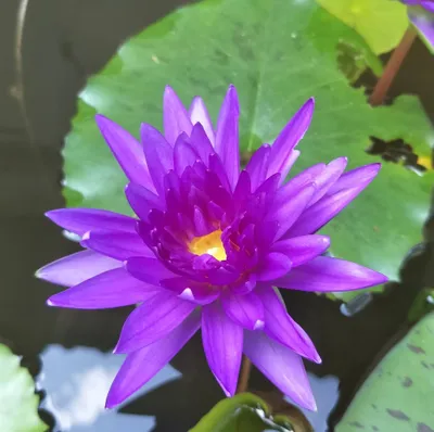 mtechgardens.com's icon