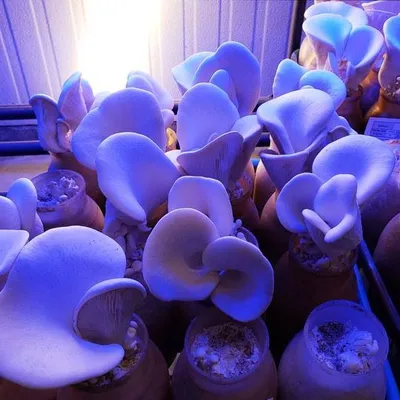 mycopia.com's icon
