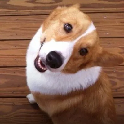 mypetsitteronline.com's icon