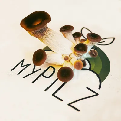 mypilz.eu's icon