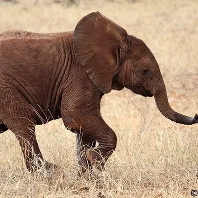nakupendakenya.com's icon