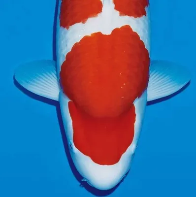 narita-koi.com's icon
