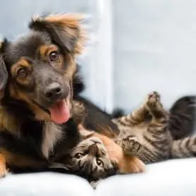 neveralonepets.com's icon