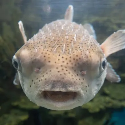 nyaquarium.com's icon