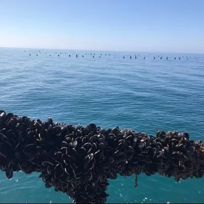 offshoreshellfish.com's icon
