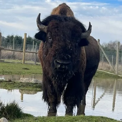 olygamefarm.com's icon