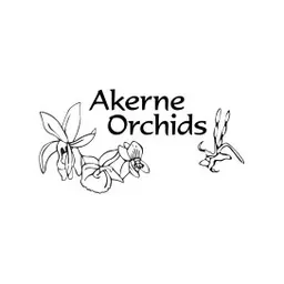 Orchid Web's icon