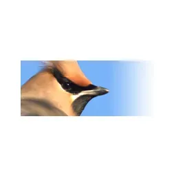 ornitho.ch's brand icon