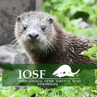 otter.org's icon