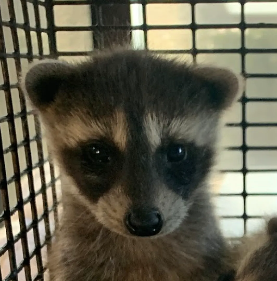 On-Site Wildlife Care Volunteer Opportunity Image