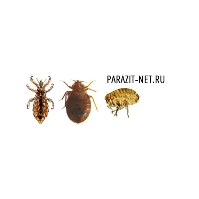 Parazit-Net's icon
