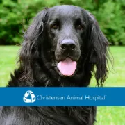 pawdr.com's icon