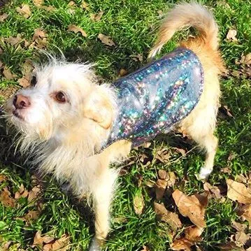 The Hawk Star by Pawsitive Innovations Coupons and Promo Code