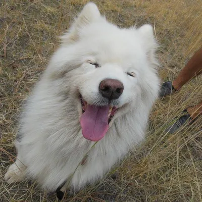 pdogpet.com's icon