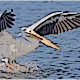 pelicansa.com's icon