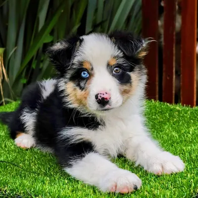 petloverscentrocanino.com's icon