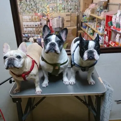 petsalon-cancan.com's icon