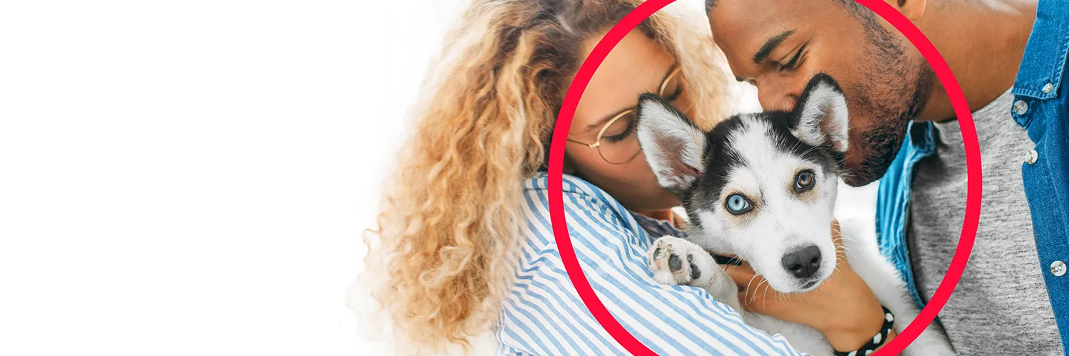 PetSmart banner