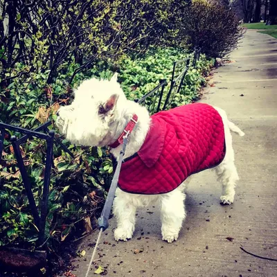petwatchers.com's icon