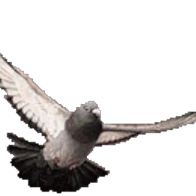 pigeonracingpigeon.com's icon