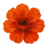 Dream logo