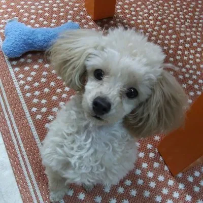 prancingpoodlepetcare.com's icon