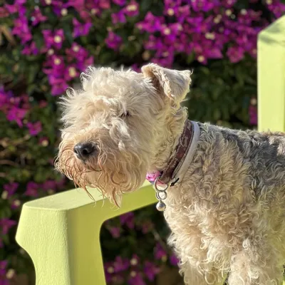 prontopets.com's icon