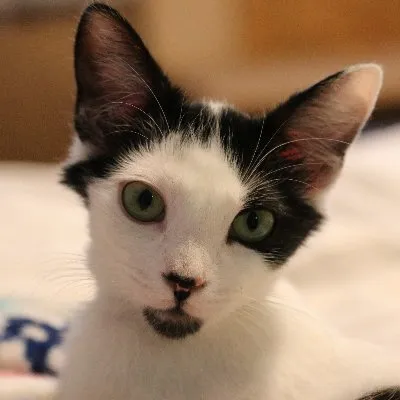 Animal Care Volunteer Opportunity Image