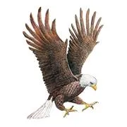 record-eagle.com's icon