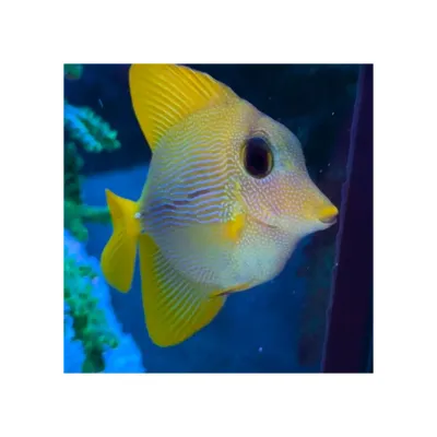 ReefWithMe's icon