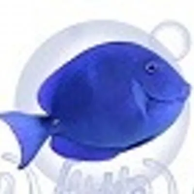 sareefkeeping.co.za's icon