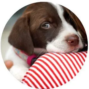 sayyestopets.com's icon