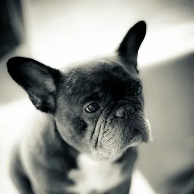 seattlepetcare.com's icon