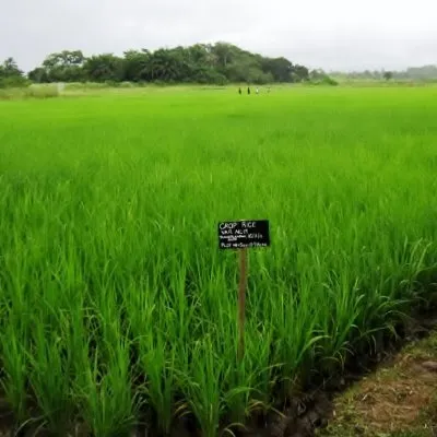 seedsystemsgroup.org's icon