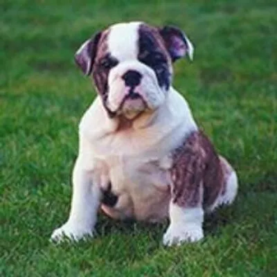 seminoleveterinaryhospital.com's icon
