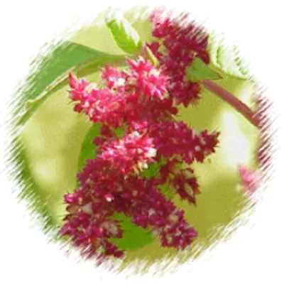senescence.info's icon