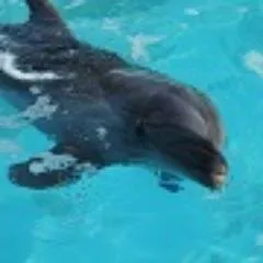 shallowreef.jp's icon