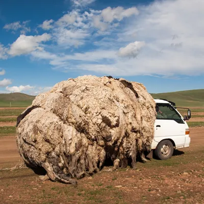 sharemongolia.org's icon