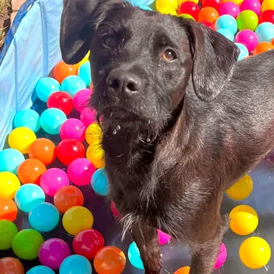 simplyposhpets.com's icon