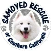 Volunteer for Samoyed Rescue Opportunity Image