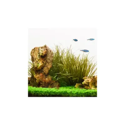 Spec-Tanks's icon
