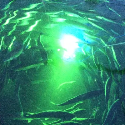 stingray.no's icon