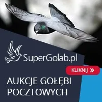 supergolab.pl's icon