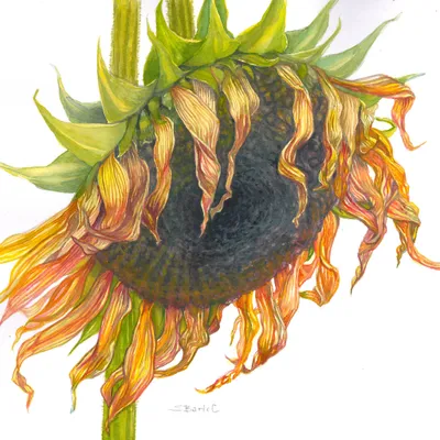 susanbartelart.com's icon