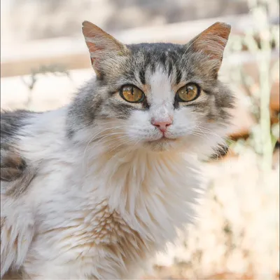 syroscats.com's icon