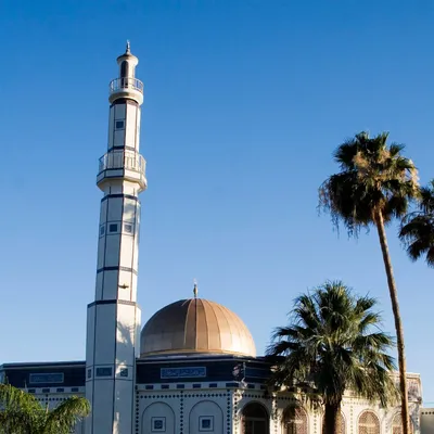 tempemosque.com's icon